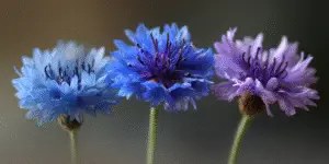 Cornflowers
