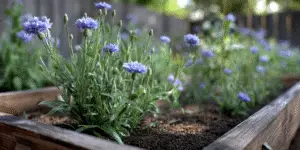 Cornflowers
