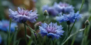 Cornflowers (17)