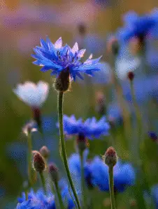 Cornflowers (2)