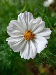 Cosmos (2)