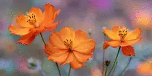 Cosmos Flower