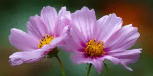 Twin pink cosmos flowers, detailed petals, macro.