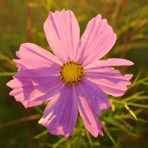 Pink flower with dew drops