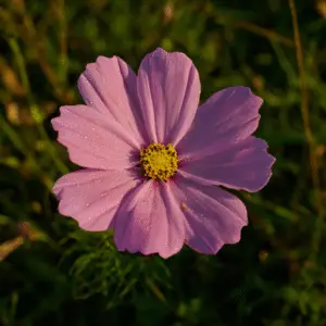Pink flower with yellow center