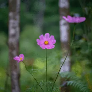 Pink flowers among green foliage