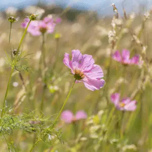 Pink flowers in a grassy field