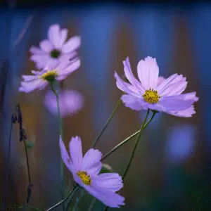 Delicate pink flowers against blurred background