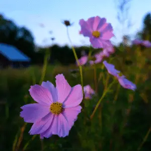 Pink flowers blooming in a field
