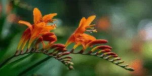 Crocosmia orange trumpet flowers on curved stem, garden close-up.