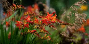 Crocosmia (24)