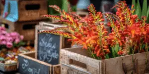 Crocosmia (27)
