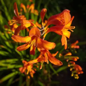 Crocosmia