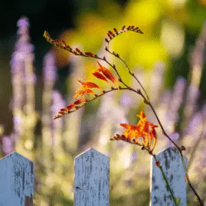 Crocosmia
