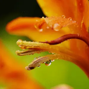 Crocosmia (Crocosmia ‘Emily McKenzie’ and others)