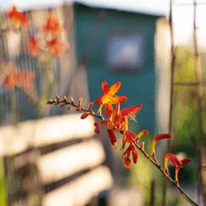 Crocosmia (Crocosmia ‘Emily McKenzie’ and others)