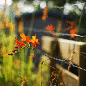 Crocosmia (Crocosmia ‘Emily McKenzie’ and others)