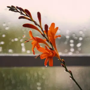 Crocosmia