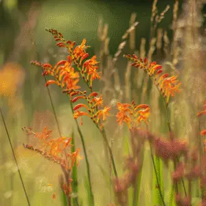 Crocosmia