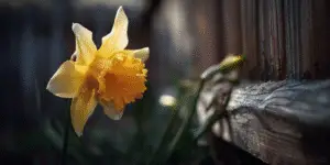 Daffodils (Narcissus) (10)
