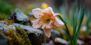 Daffodils (Narcissus) (11)
