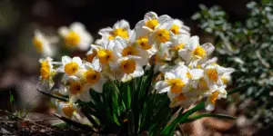 Daffodils (Narcissus) (4)