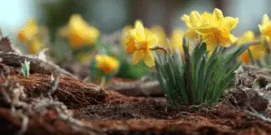 Yellow daffodils with orange trumpet centers blooming low over mulched ground