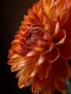 Dahlia (3)