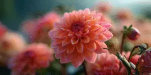 Dahlia (6)