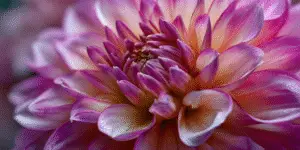 Dahlia (7)