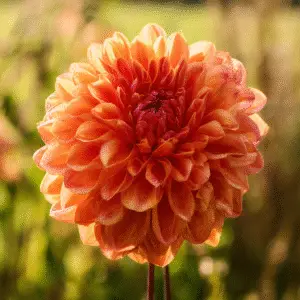 Vibrant orange dahlia flower in bloom