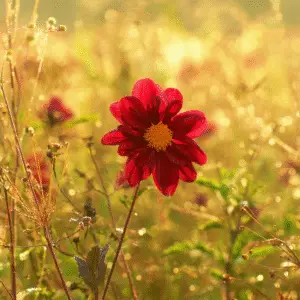 Dahlia