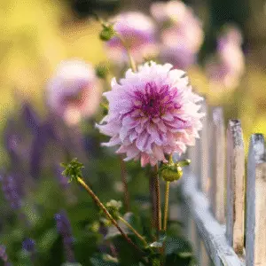 Beautiful pink dahlia by fence.