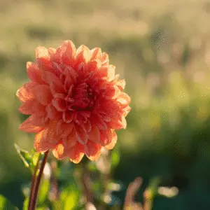 Vibrant orange dahlia with dew drops