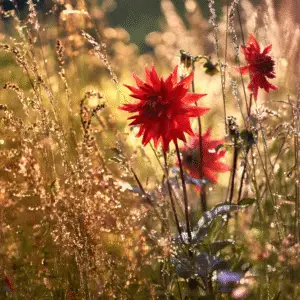 Dahlia