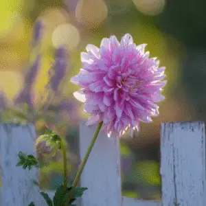 Pink dahlia flower beside white fence