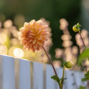 Peach dahlia blooming in sunlight
