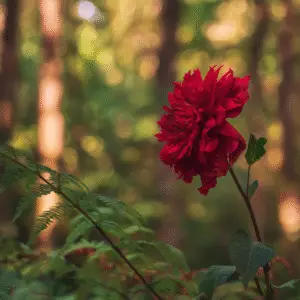 Dahlia (Dahlia hybrids)