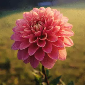 Pink dahlia flower with dew drops