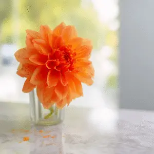 Vibrant orange dahlia in glass vase