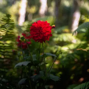 Dahlia (Dahlia hybrids)
