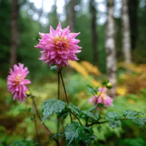 Pink dahlia flowers in forest setting