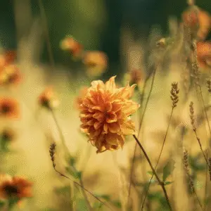 Vibrant orange dahlia in field