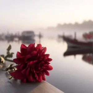 Dahlia (Dahlia hybrids)