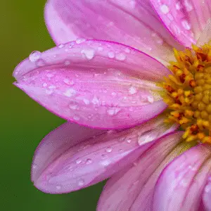 Pink flower with water droplets