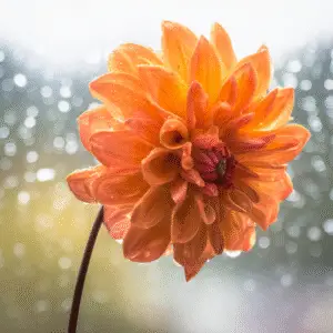 Vibrant orange dahlia with raindrops