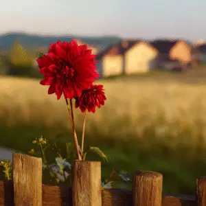 Dahlia