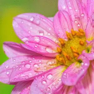 Pink flower with water droplets
