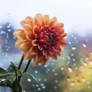 Orange flower with raindrops backdrop