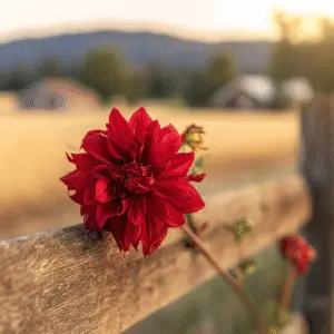 Dahlia